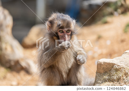 Japanese macaque Arashiyama Monkey Park Iwatayama 124846862