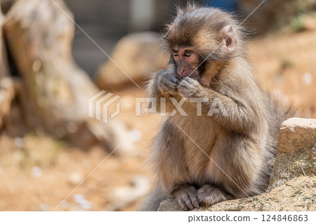 Japanese macaque Arashiyama Monkey Park Iwatayama 124846863