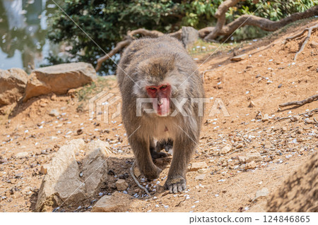 Japanese macaque Arashiyama Monkey Park Iwatayama Japanese macaque Arashiyama Monkey Park Iwatayama 124846865