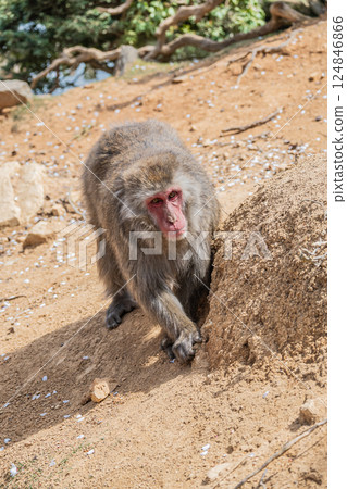 Japanese macaque Arashiyama Monkey Park Iwatayama Japanese macaque Arashiyama Monkey Park Iwatayama 124846866