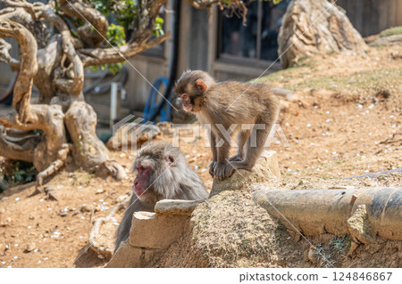 日本獼猴嵐山猴子公園岩田山 124846867