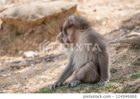 Japanese macaque Arashiyama Monkey Park Iwatayama 124846868