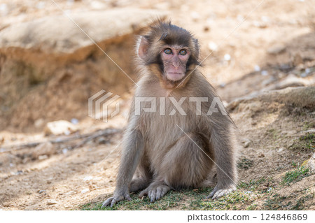日本獼猴嵐山猴子公園岩田山 日本獼猴嵐山猴子公園岩田山 124846869