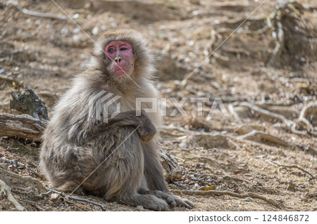 日本獼猴嵐山猴子公園岩田山 124846872