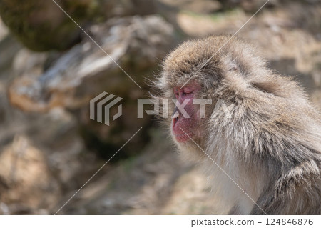 日本獼猴嵐山猴子公園岩田山 日本獼猴嵐山猴子公園岩田山 124846876