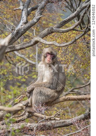 Japanese macaque Arashiyama Monkey Park Iwatayama 124846882