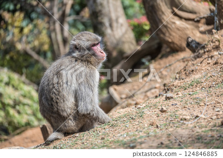 Japanese macaque Arashiyama Monkey Park Iwatayama 124846885