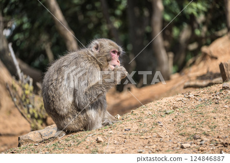 日本獼猴嵐山猴子公園岩田山 124846887
