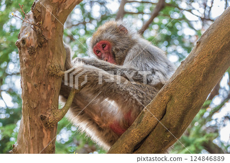 Japanese macaques sitting on a tree, Arashiyama Monkey Park Iwatayama 124846889