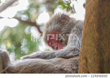 Japanese macaque sleeping on a tree Arashiyama Monkey Park Iwatayama 124846890