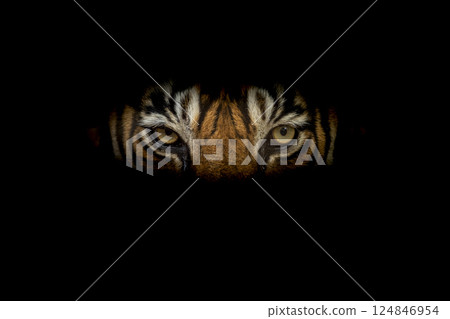 Wild royal bengal male tiger or panthera tigris angry eyes closeup with eye contacr and face in isolated black background in safari at ranthambore national park forest reserve rajasthan india Wild royal bengal male tiger or panthera tigris angry eyes closeup with eye contacr and face in isolated black background in safari at ranthambore national park forest reserve rajasthan india 124846954