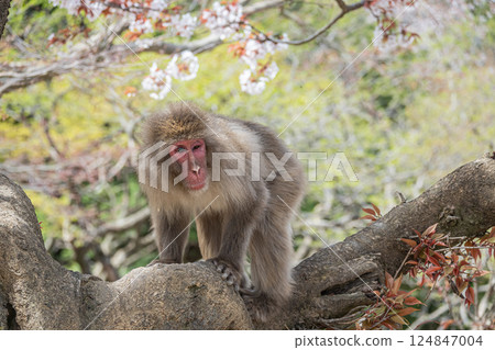 Japanese macaques on trees Arashiyama Monkey Park Iwatayama Japanese macaques on trees Arashiyama Monkey Park Iwatayama 124847004