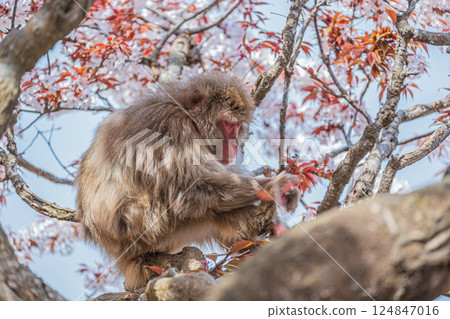 Japanese macaque sleeping on a tree Arashiyama Monkey Park Iwatayama Japanese macaque sleeping on a tree Arashiyama Monkey Park Iwatayama 124847016