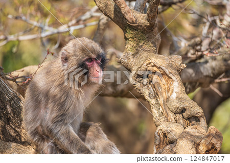 Japanese macaque Arashiyama Monkey Park Iwatayama 124847017