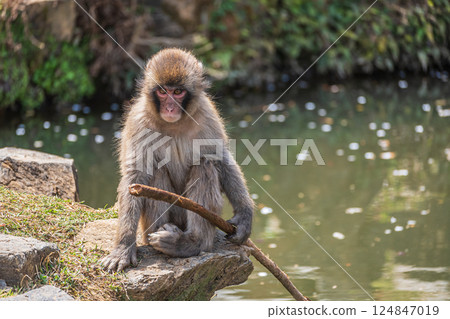 Japanese macaques playing with wooden sticks at Arashiyama Monkey Park Iwatayama 124847019