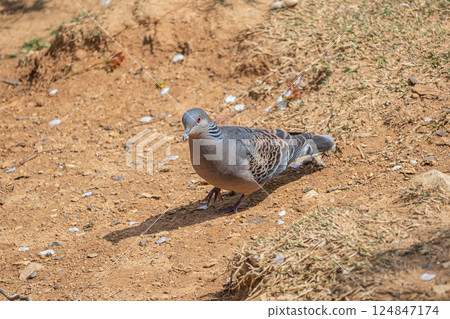 Turtle dove (Streptopelia orientalis) 124847174