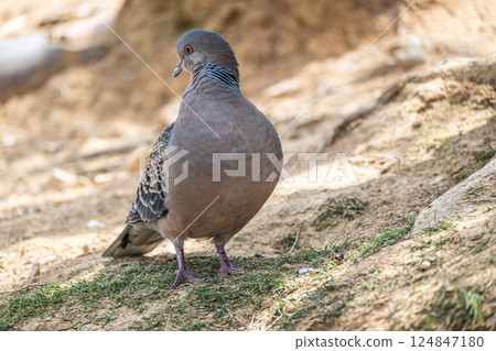 Turtle dove (Streptopelia orientalis) Turtle dove (Streptopelia orientalis) 124847180