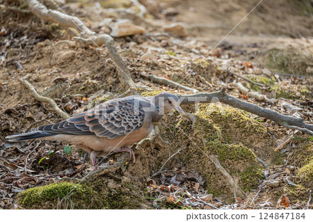 Turtle dove (Streptopelia orientalis) Turtle dove (Streptopelia orientalis) 124847184