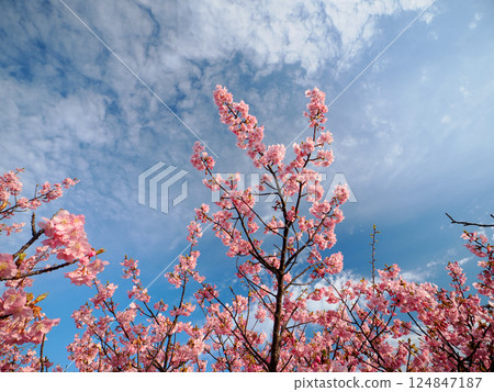 Kawazu櫻花的風景 124847187