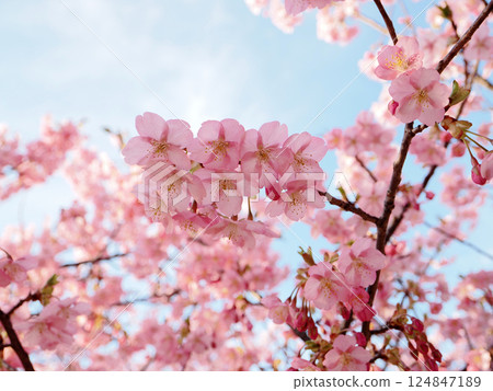 Scenery with Kawazu cherry blossoms 124847189