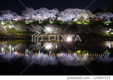 Night cherry blossoms reflected on the water surface (Maebashi Rakuhodo Maebashi Park) Night cherry blossoms reflected on the water surface (Maebashi Rakuhodo Maebashi Park) 124847315