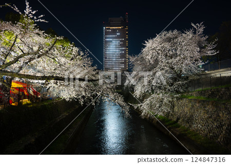 Cherry blossoms in full bloom and Gunma Prefectural Office (Rakuhodo Maebashi Park, Maebashi) Cherry blossoms in full bloom and Gunma Prefectural Office (Rakuhodo Maebashi Park, Maebashi) 124847316