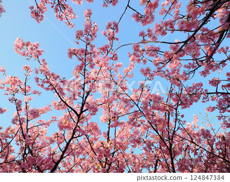 Scenery with Kawazu cherry blossoms Scenery with Kawazu cherry blossoms 124847384