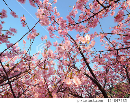 Scenery with Kawazu cherry blossoms Scenery with Kawazu cherry blossoms 124847385