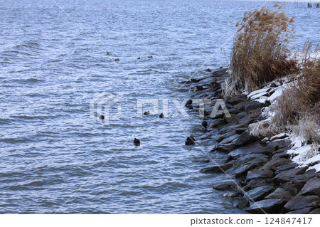 Lake Biwa, birds and snow 124847417