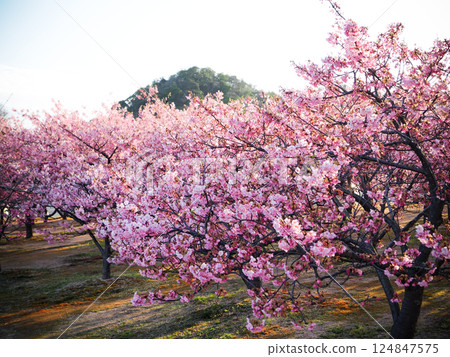 Scenery with Kawazu cherry blossoms Scenery with Kawazu cherry blossoms 124847575