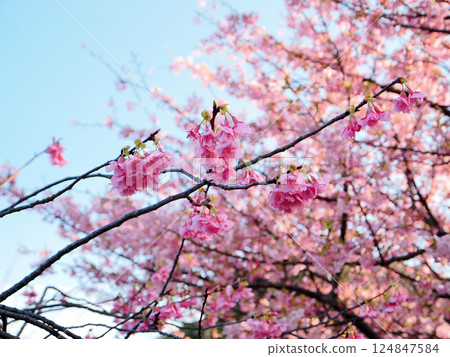 Kawazu櫻花的風景 124847584