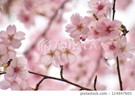 Bright pink Tairyo Sakura Bright pink Tairyo Sakura 124847605