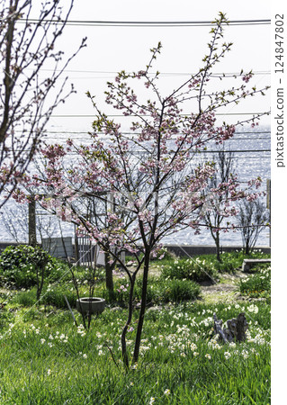 Scenery with cherry blossoms 124847802