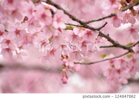 Bright pink Shuzenji winter cherry blossoms Bright pink Shuzenji winter cherry blossoms 124847862
