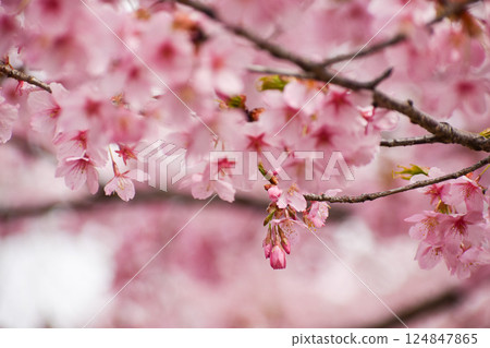 Bright pink Shuzenji winter cherry blossoms Bright pink Shuzenji winter cherry blossoms 124847865