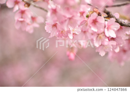 Bright pink Shuzenji winter cherry blossoms Bright pink Shuzenji winter cherry blossoms 124847866