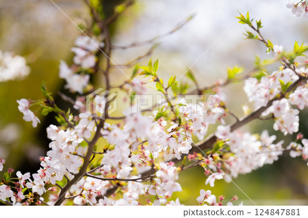 櫻花吉野櫻花樹 124847881