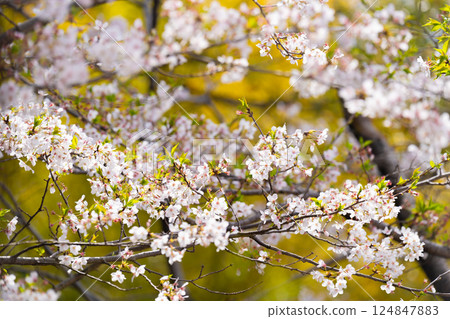 Cherry Blossoms Yoshino cherry tree Cherry Blossoms Yoshino cherry tree 124847883