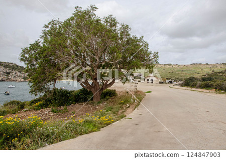 Lonely Tree by Coastal Road Overlooking the Sea 124847903