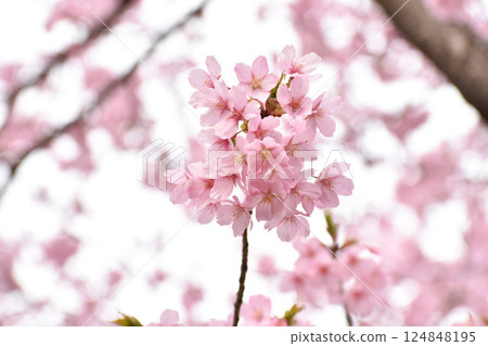 Bright pink Shuzenji winter cherry blossoms Bright pink Shuzenji winter cherry blossoms 124848195
