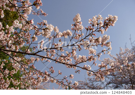 櫻花和晴朗的天空 櫻花和晴朗的天空 124848403