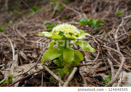 Spring News: Butterbur 124848505
