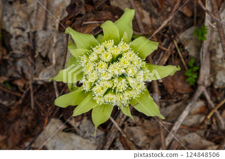 Spring News: Butterbur 124848506