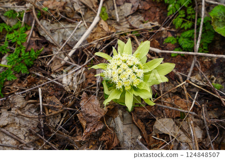 Spring News: Butterbur 124848507