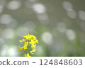 油菜花與背景虛化效果 124848603