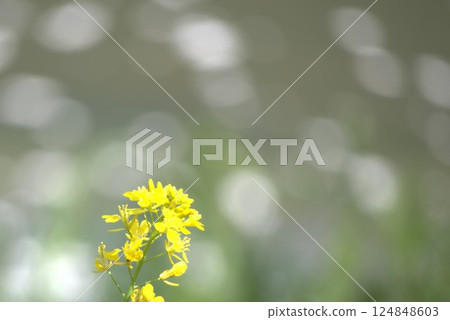 油菜花與背景虛化效果 124848603