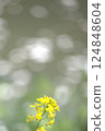 輕油菜花 124848604