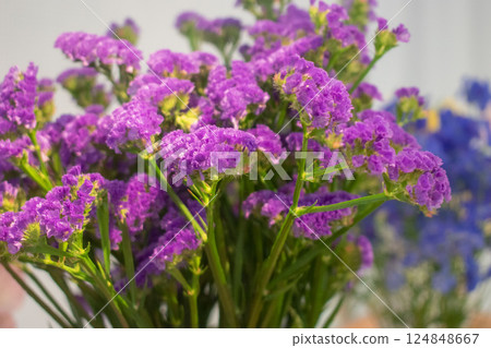 紫色補血草花 紫色補血草花 124848667