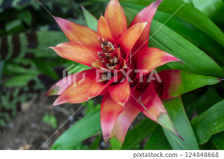 紅色庫茲馬尼亞花 紅色庫茲馬尼亞花 124848668
