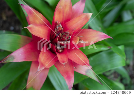 紅色庫茲馬尼亞花 124848669